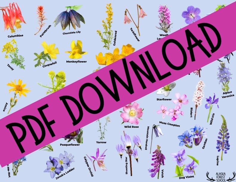 Wildflower ID