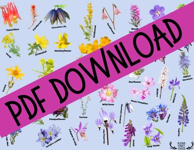 Wildflower ID