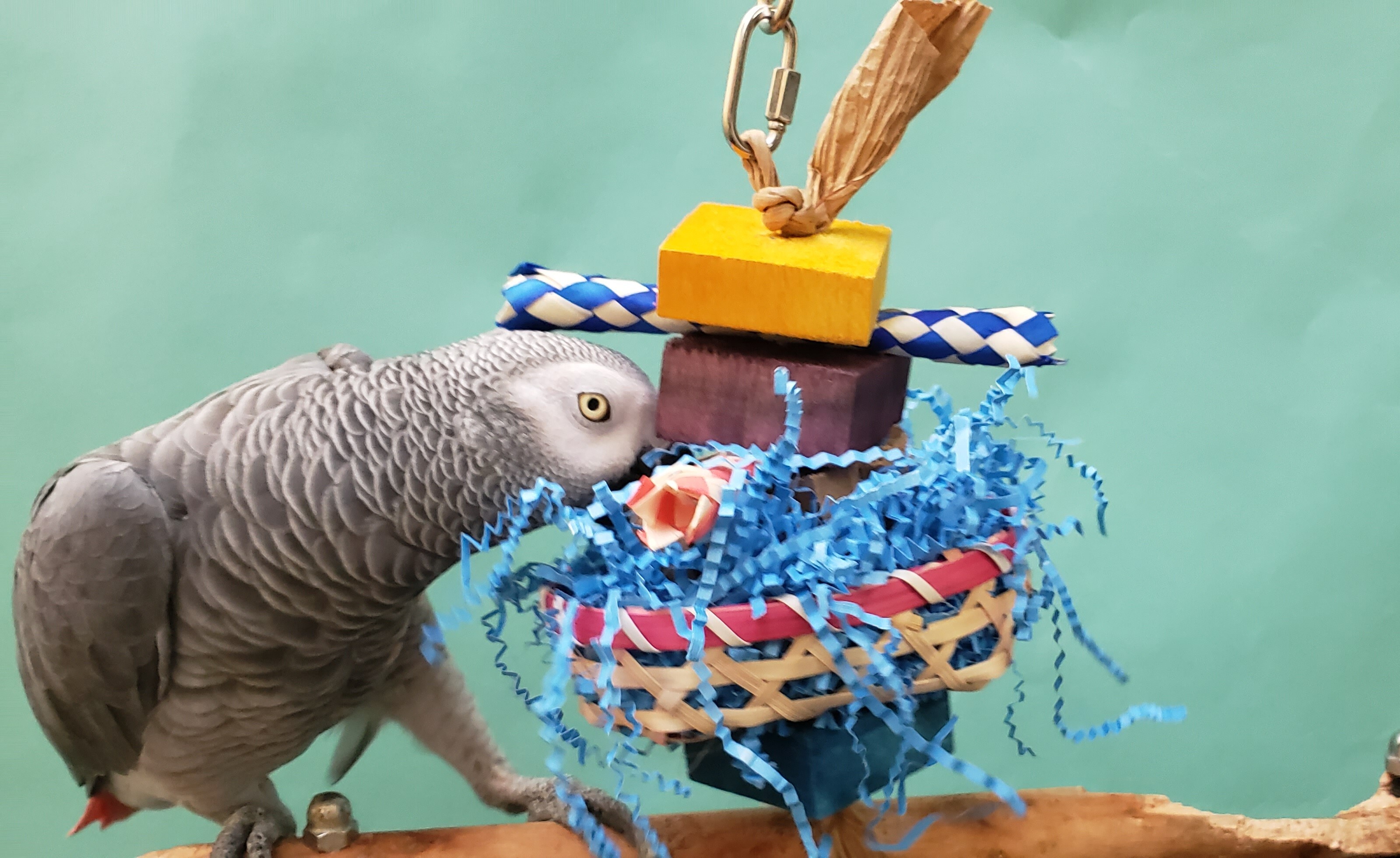 LARGE parrot toy* *MARDI GRAS* macaw *african grey *cockatoo 