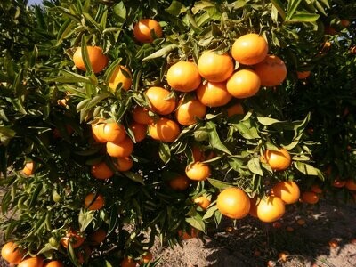 MANDARINAS