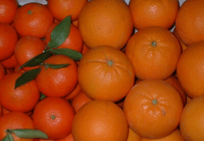 LOTES MIXTOS