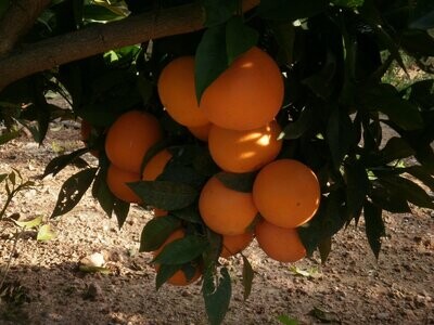 NARANJAS