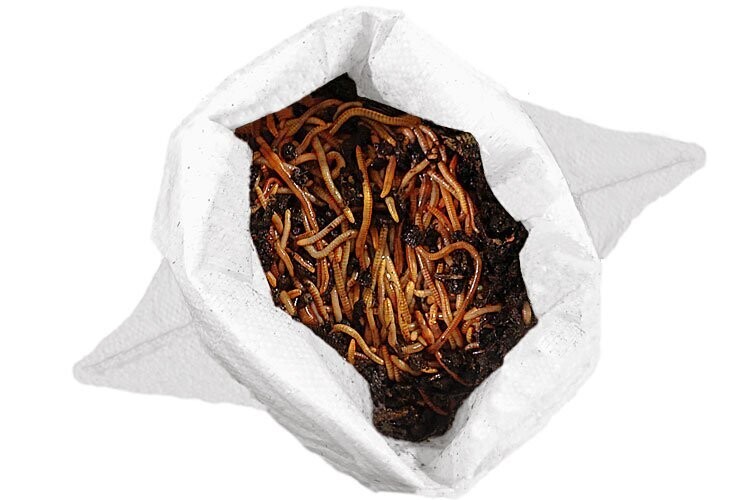 Gartenwürmer / Eisenia Mix - 0,5 KG (500 Stück)