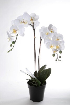 Orchideeën in pot 68 cm