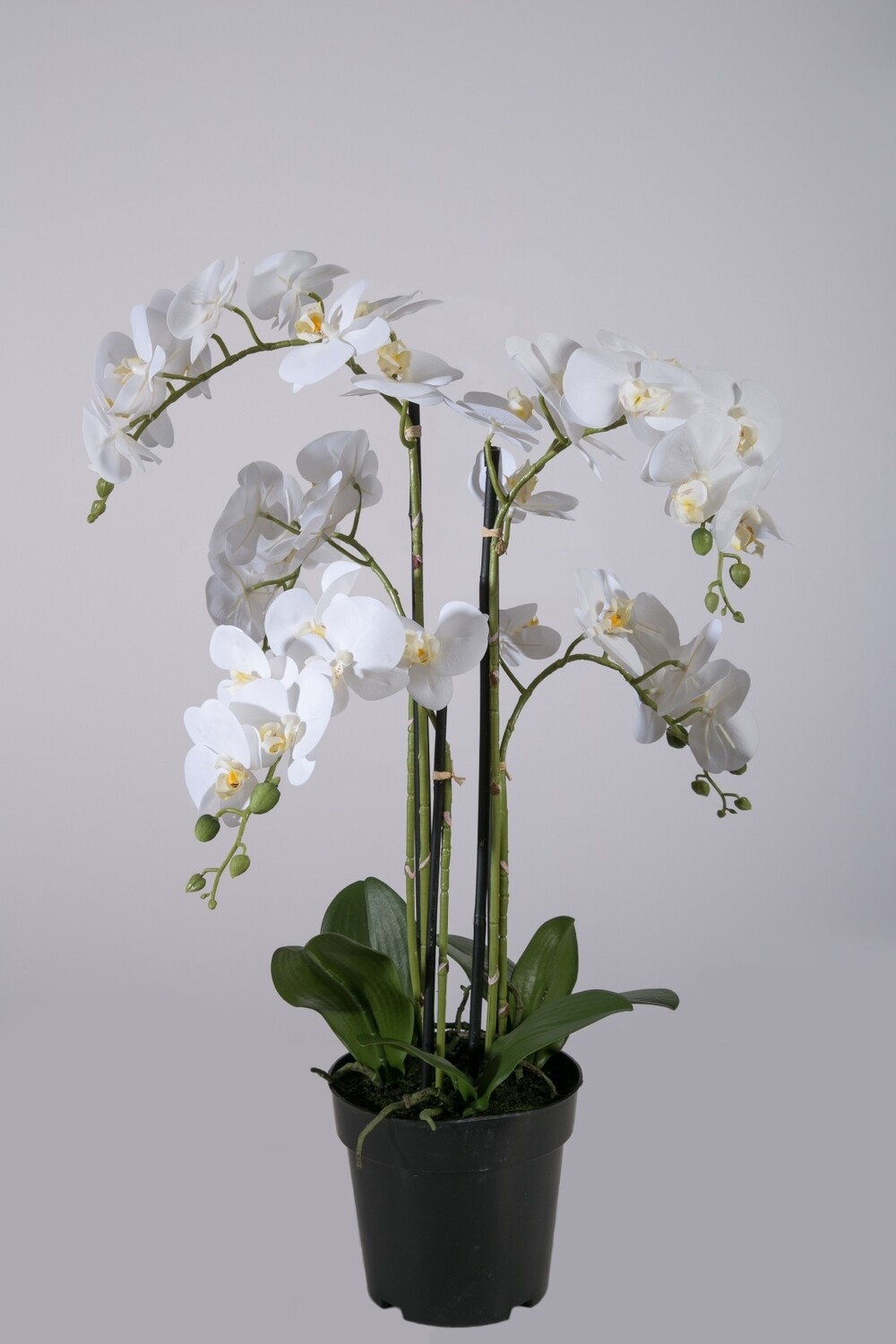 Orchideeën in pot 65 cm