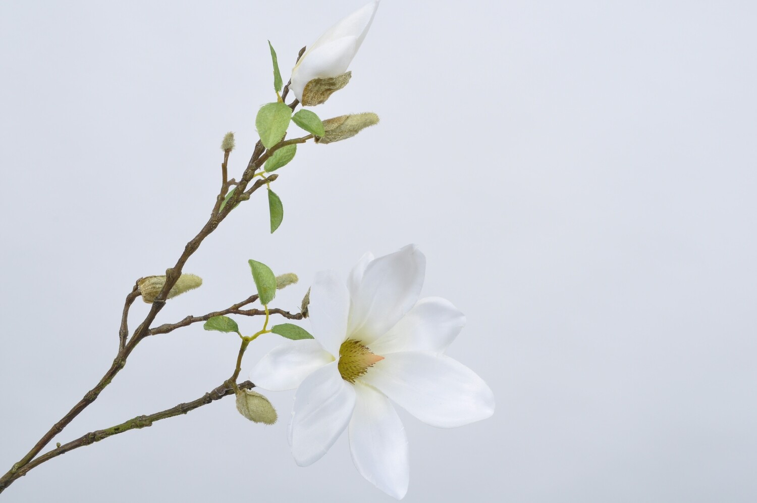 Magnolia tak crème 89 cm