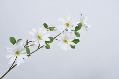 Magnolia tak crème 87 cm