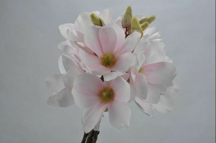 Magnolia boeket licht roze 40 cm