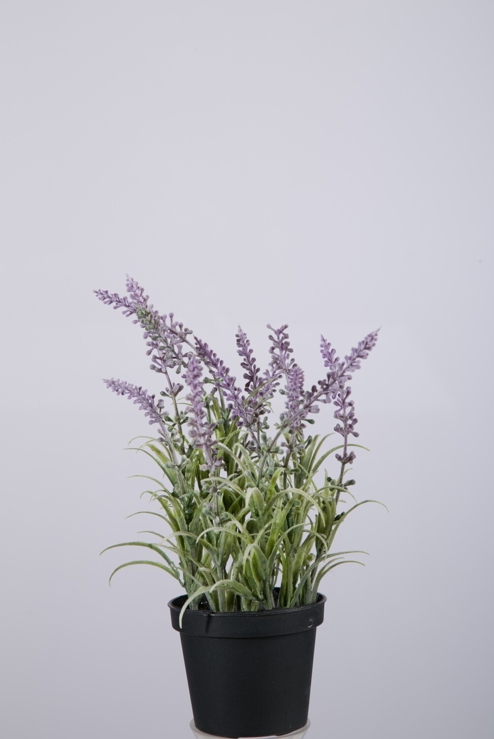 Lavendel in pot 25 cm