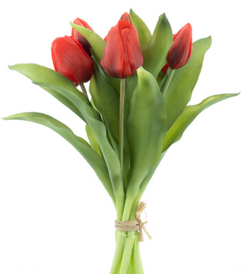 Vermeer tulip bundle x7 sally red 31cm