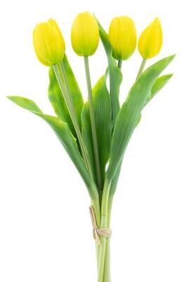 Holland Tulip Sally X5 yellow 36cm