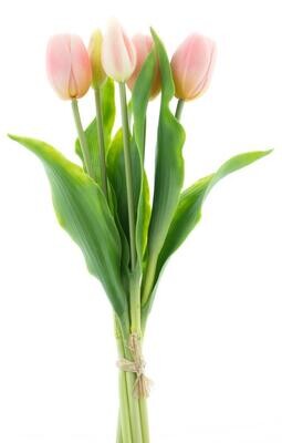 Holland Tulip Sally X5 pink 36cm
