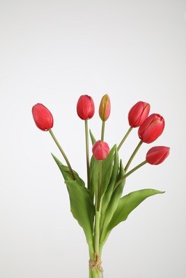 Tulip x7 39cm