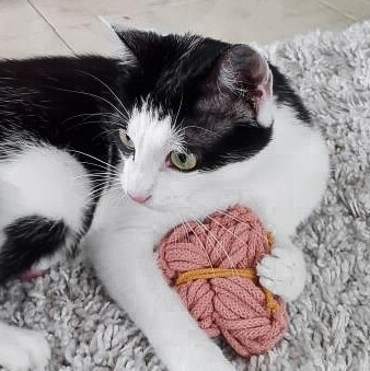 Katzenspielzeug "Schmetterling" | Baldriankissen | Katzenminzkissen | Stinkekissen | Duftkissen