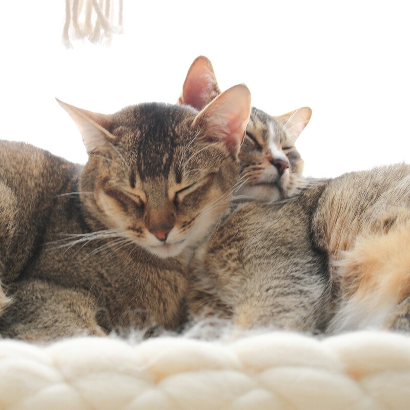 Katzenverhaltenstraining