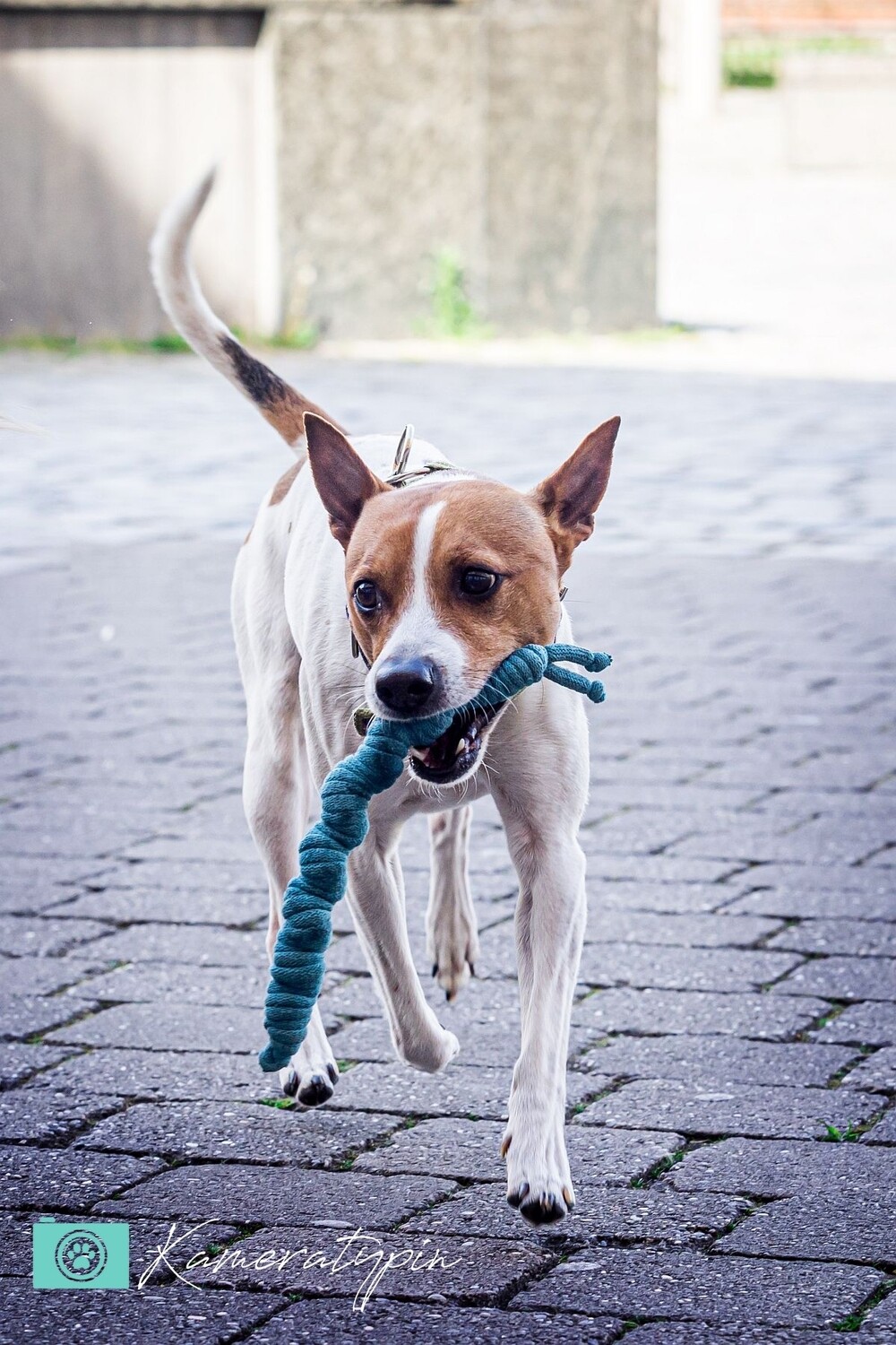 Hundespielzeug "Nacktschnecke Finchen" | Apportierspielzeug