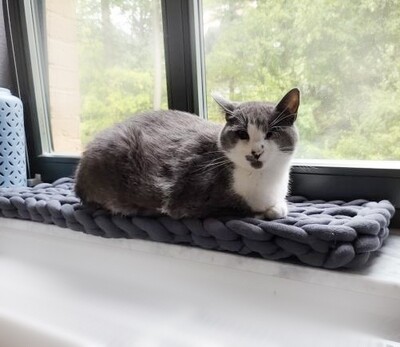 Windowsill Bed - Longitudinal Pattern Cat Bed / Dog Bed in Stuffed Organic Cotton