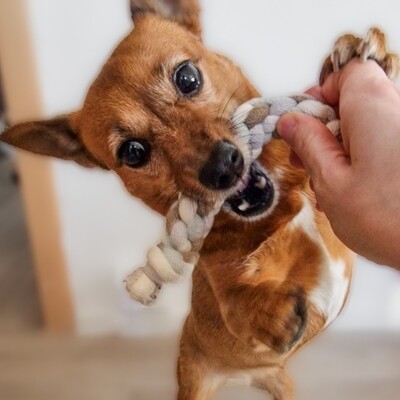 Minizergel für kleine und Mini Hunde | Hundespielzeug