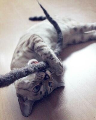Katzenspielzeug Filzschlangen – 3er, 5er oder 10er Set