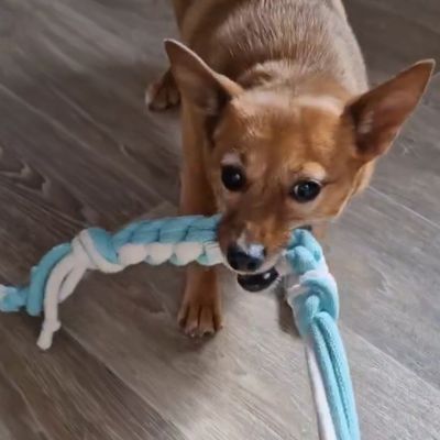 Hundespielzeug - Zergel - Apportierspielzeug - mit langer Handschlaufe