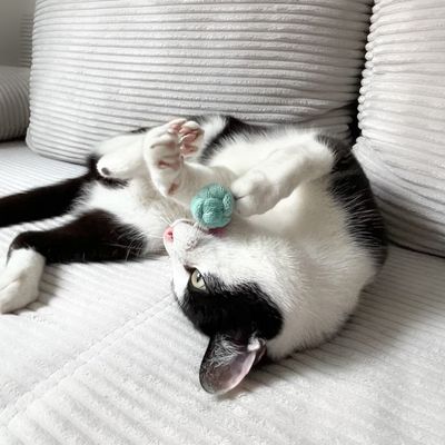 Katzenspielzeug - raschelnde Knotenbällchen aus nachhaltigem Baumwollgarn