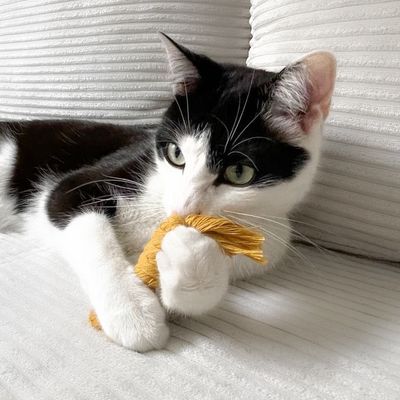 Katzenspielzeug Makrameebonbon mit Baldrian, Katzenminze oder Matatabi