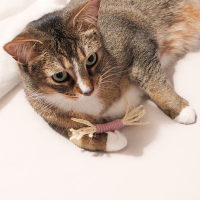 Katzenspielzeug Sisalstange – nachhaltig & individuell