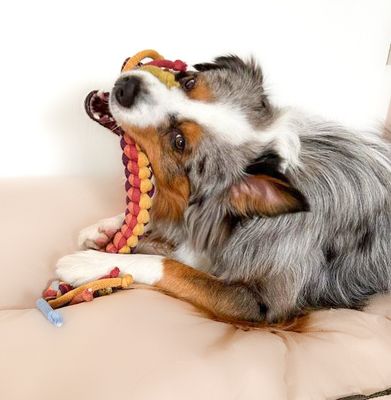 Hundespielzeug im Regenbogenfarben - Zergel - Apportierspielzeug - vegan aus Baumwollgarn