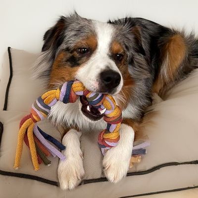 Hundespielzeug - Zergel - Knotenspielzeug