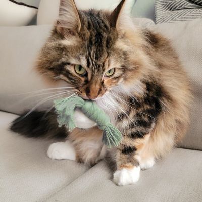 Makramee Katzenspielzeug – nachhaltig & mit Duftoption