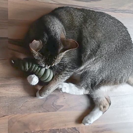 XXL Schmusewurm – handgefertigtes Katzenspielzeug mit Duft