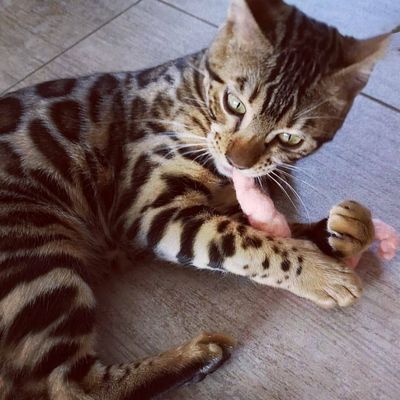 Katzenspielzeug Filzwurm | Filzwürmer | Filzspielzeuge