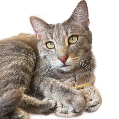 Katzenspielzeug | Großer Minz-Baldrian Schmetterling