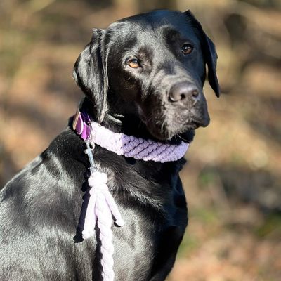 Hundehalsband-Leinenset Makramee