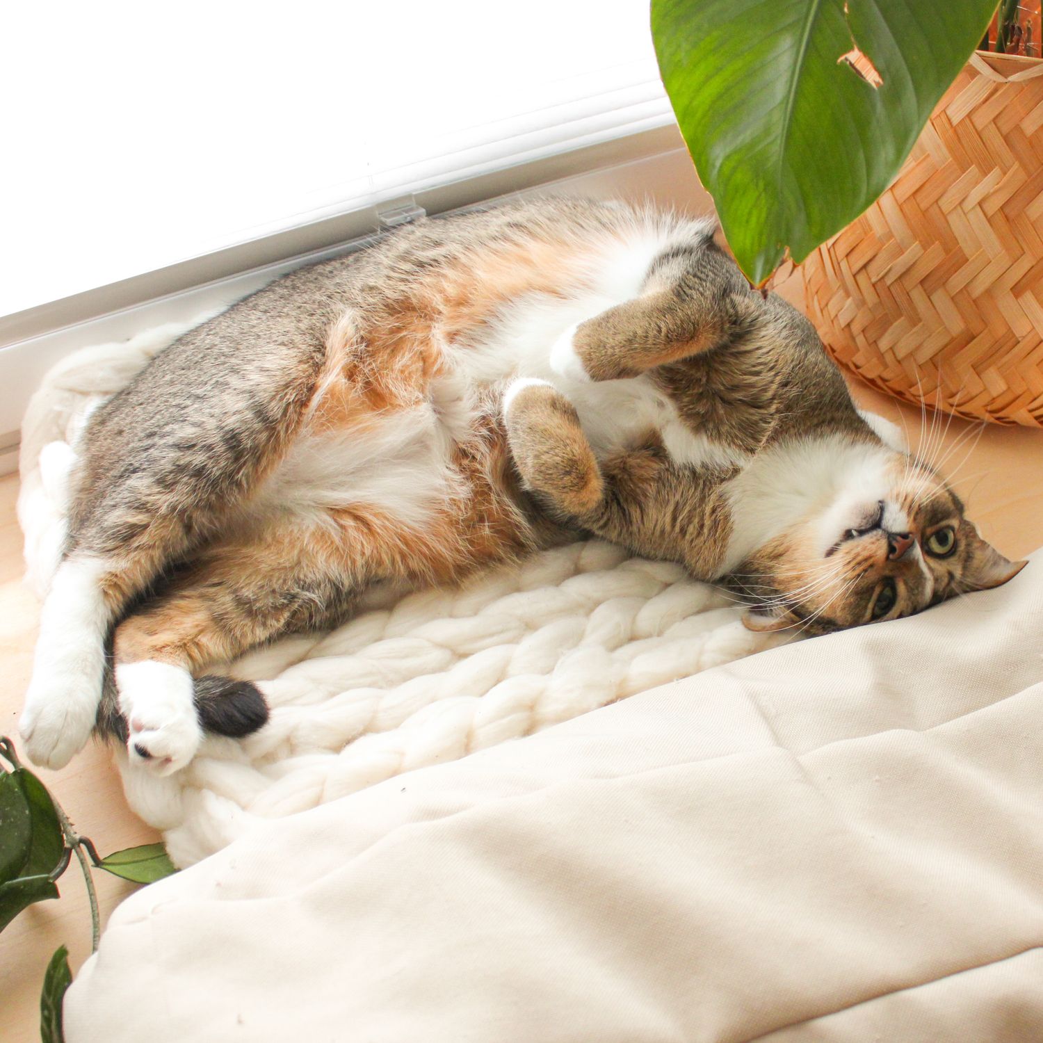 Katzenbett | Fensterbankbett - Längsmuster | Katzenkorb | Katzenbett Fenster