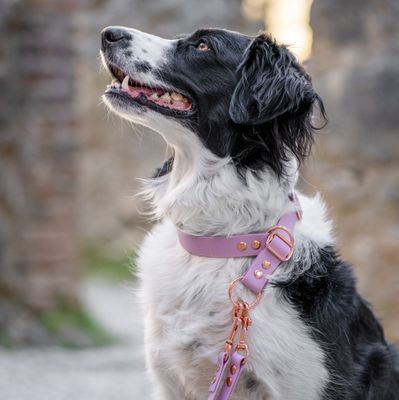 Basic dog collar infinitely adjustable - 16-25 mm wide Basic dog collar infinitely adjustable - 16-25 mm wide