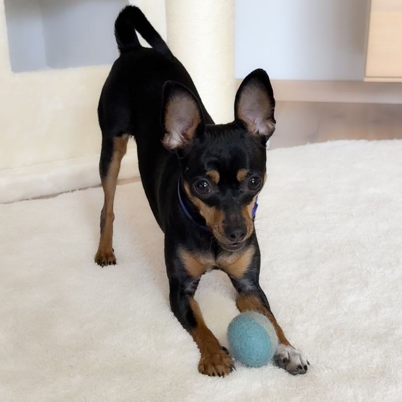 Hundespielzeug | große Filzbälle | Filzkugeln | Filzball ab 5 cm Hundespielzeug | große Filzbälle | Filzkugeln | Filzball ab 5 cm