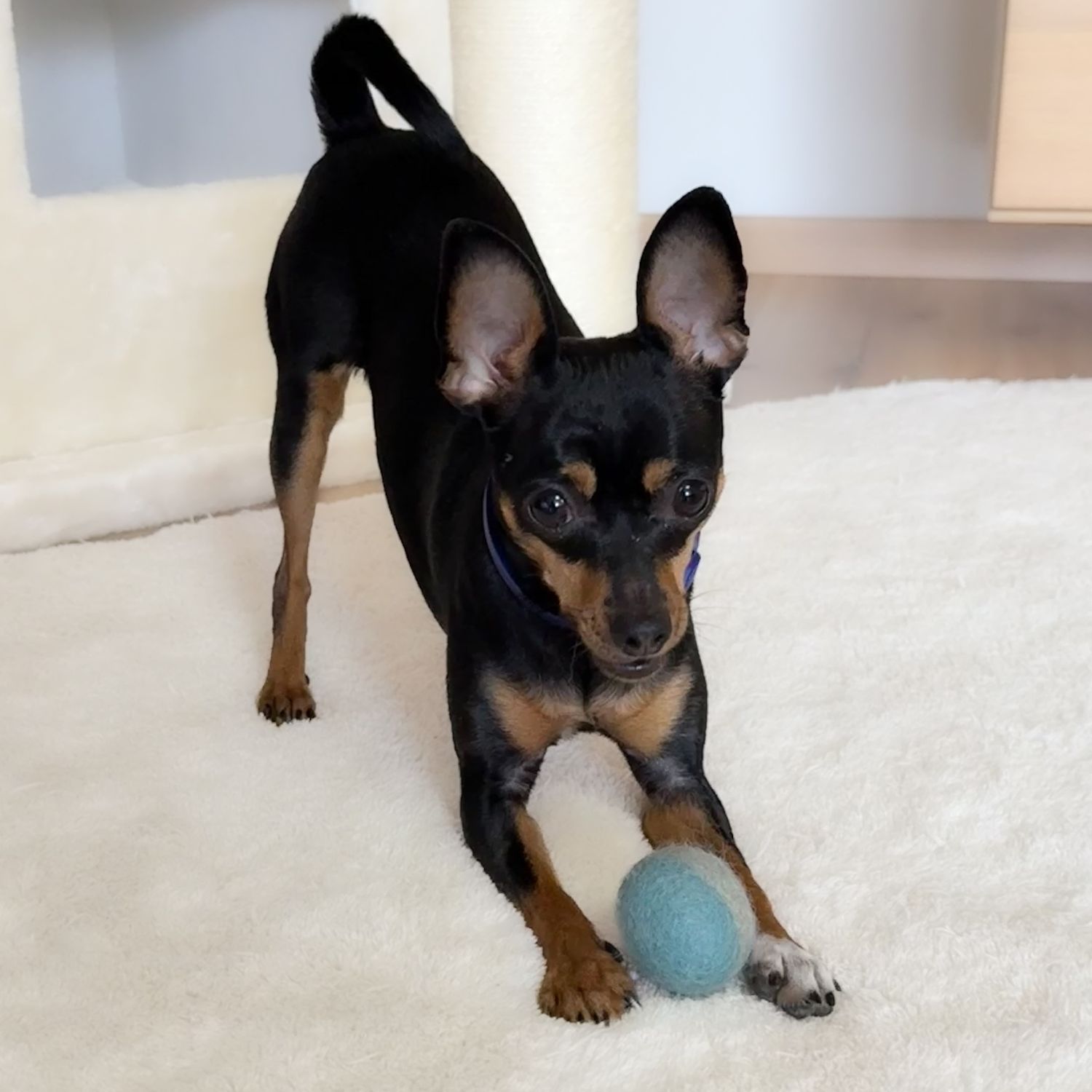 Hundespielzeug | große Filzbälle | Filzkugeln | Filzball ab 5 cm