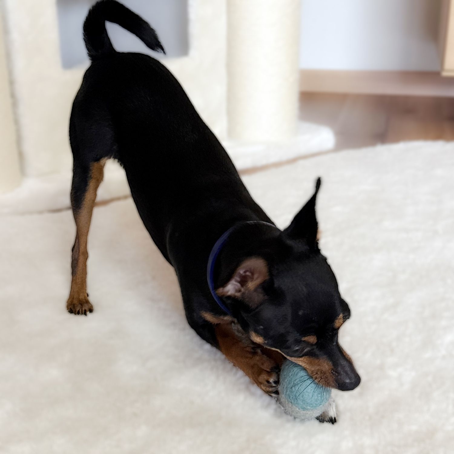 Hundespielzeug | 3er Set große Filzbälle | Filzkugeln | Filzball ab 5 cm
