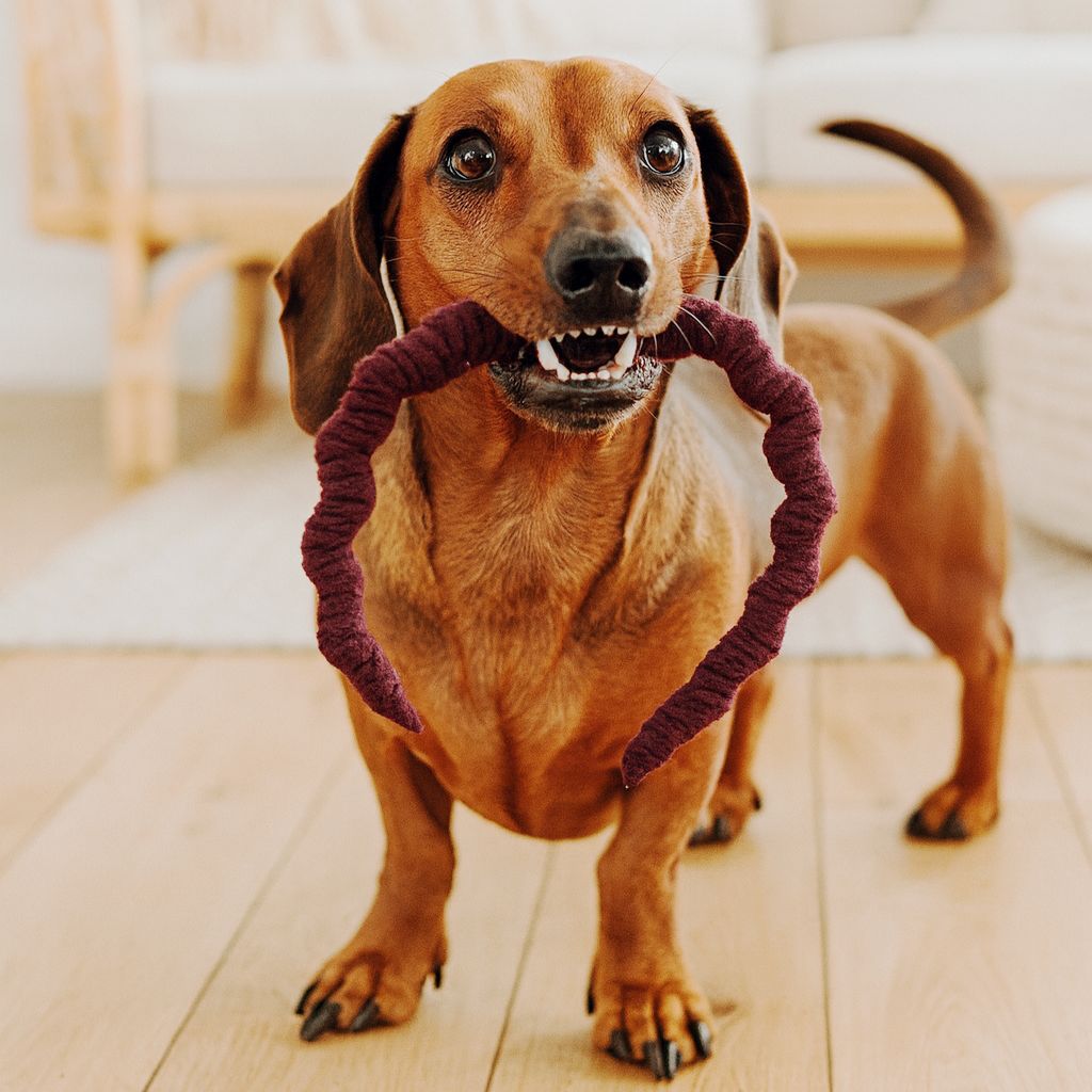 Hundespielzeug  Hundespielzeug "Schlange Hugo"- Apportierspielzeug