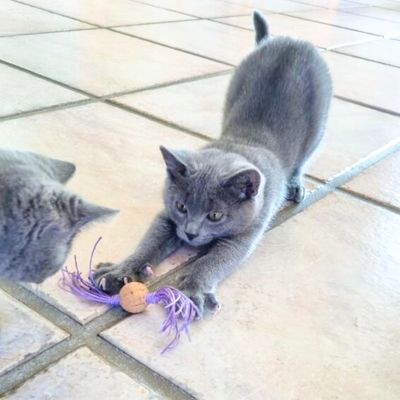 Korkbällchen für Katzen mit Baumwollbändern – handgemacht