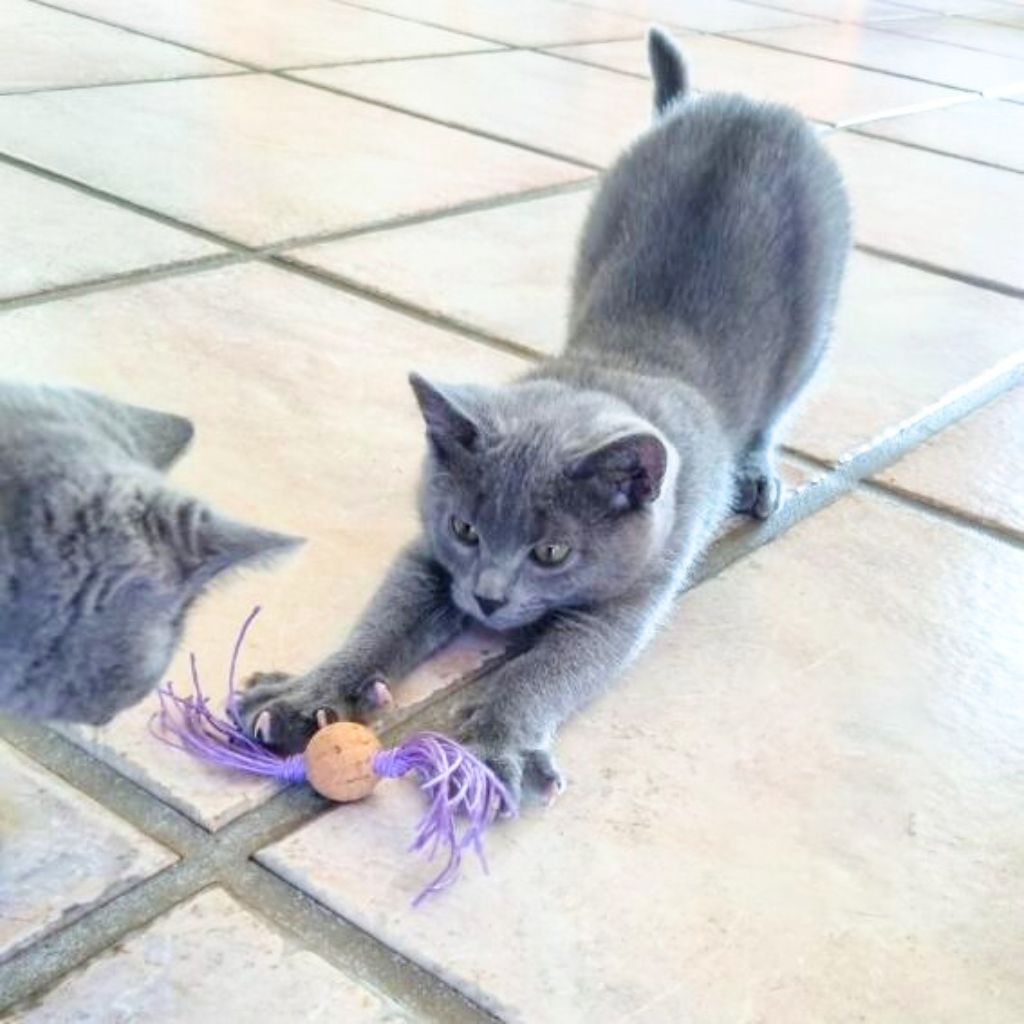 Korkbällchen für Katzen mit Baumwollbändern – handgemacht Korkbällchen für Katzen mit Baumwollbändern – handgemacht