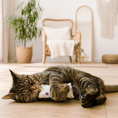 Katzenspielkissen – Katzenminze oder Baldrian & Raschelnd Katzenspielkissen – Katzenminze oder Baldrian & Raschelnd