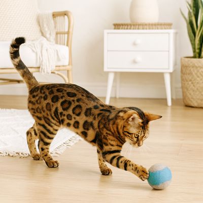 Katzenspielzeug Filzball groß – für Bengalen & Maine Coons