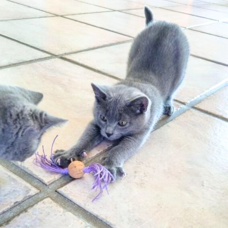Korkbällchen für Katzen mit Baumwollbändern – handgemacht Korkbällchen für Katzen mit Baumwollbändern – handgemacht