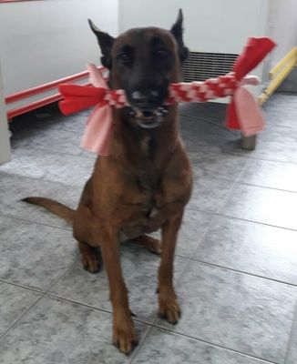 Hundespielzeug  / Zerrspielzeug  / Zergel