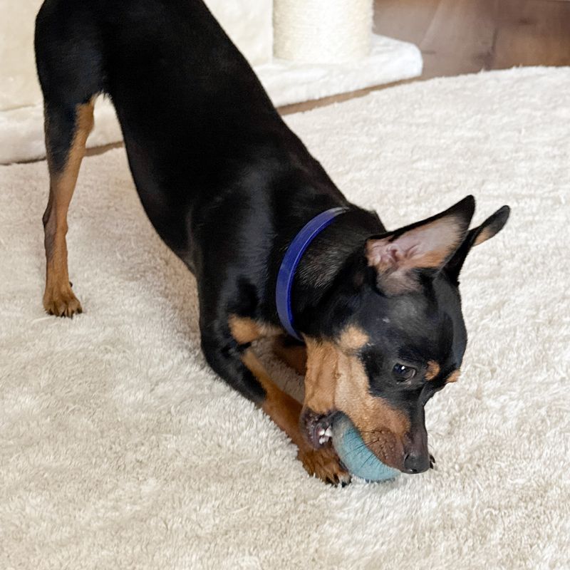 Hundespielzeug | große Filzbälle | Filzkugeln | Filzball ab 5 cm