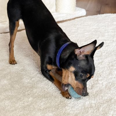 Hundespielzeug | große Filzbälle | Filzkugeln | Filzball ab 5 cm