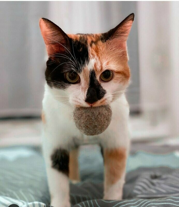 Katzenspielzeug Filzbällchen – nachhaltig & aus Schurwolle