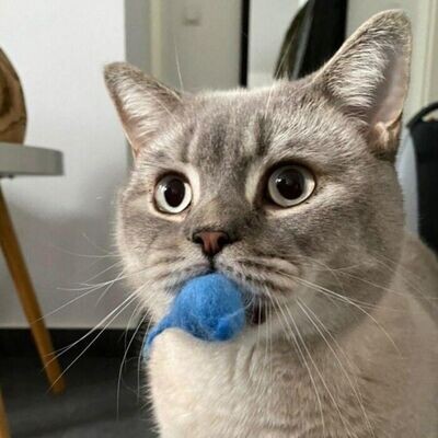 Katzenspielzeug Filzmaus – nachhaltig & aus Schurwolle